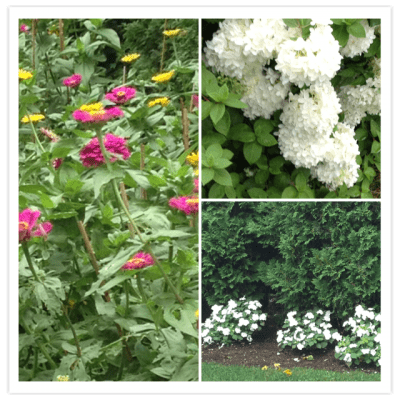 Flowers From Cottage Garden 