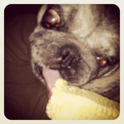 The Sous Pug and His Corncob