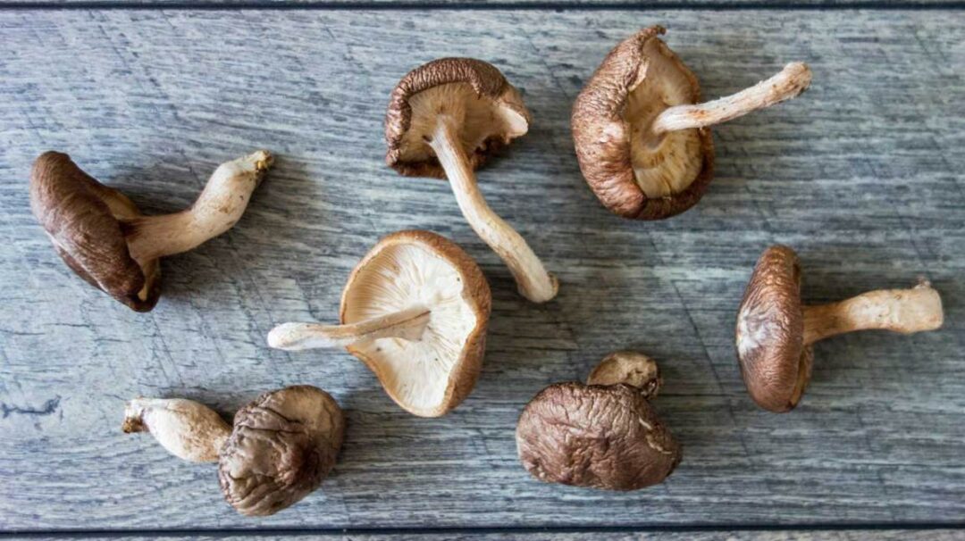The Powerful Healing Properties Of Mushrooms That Can Help You Lose Weight Cooking in Stilettos