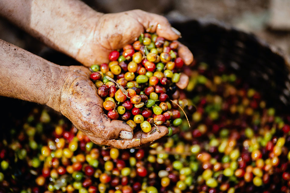 Revitalizing Naturally: Exploring the World of Natural Caffeine